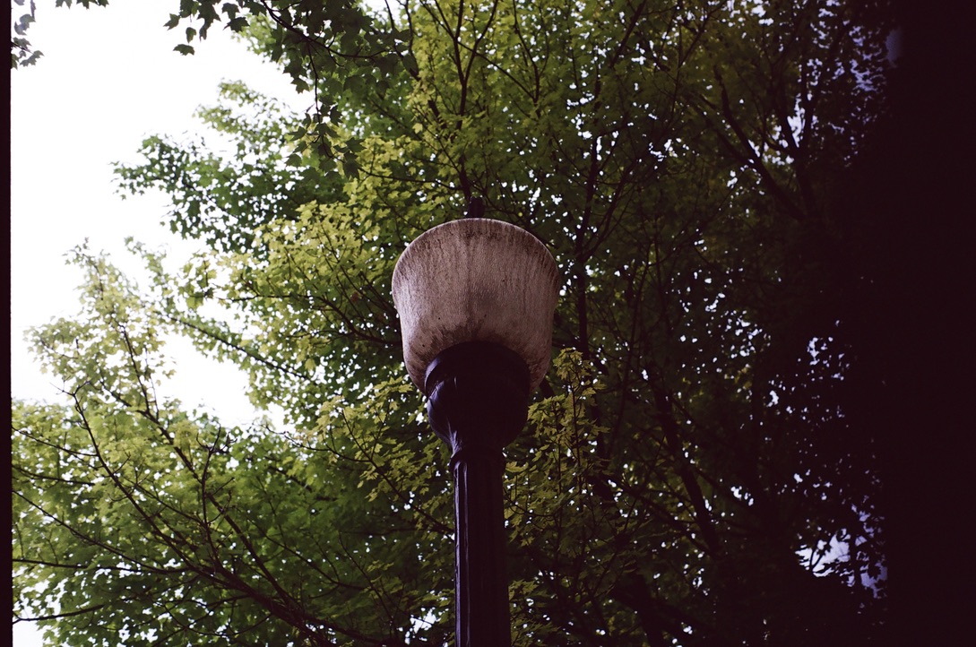 a dim streetlight surrounded by green leaves